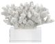 A & B Home Clear/White Inna Faux Rising Coral-3