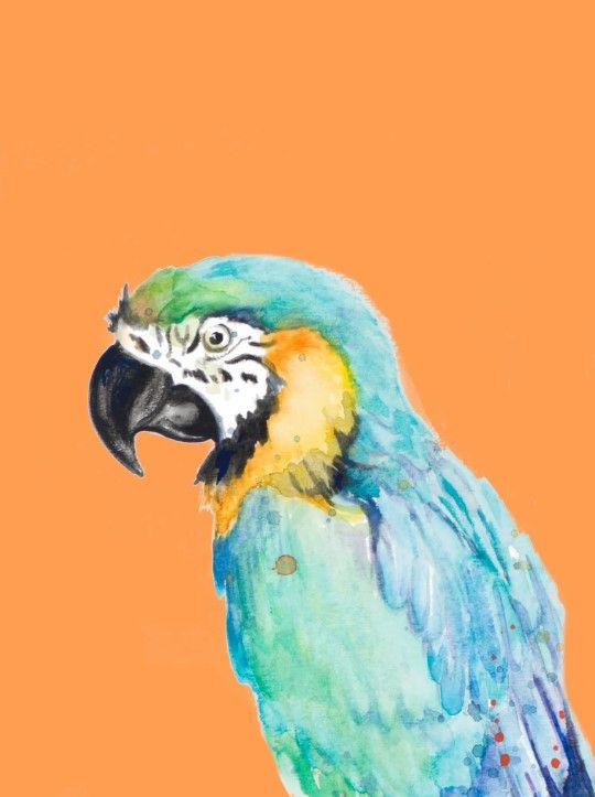 Classy Art Parrot Portrait by Patricia Pinto Wall Art-0