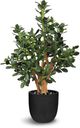 Le Present Jade Green 31" Faux Botanical Plant-0