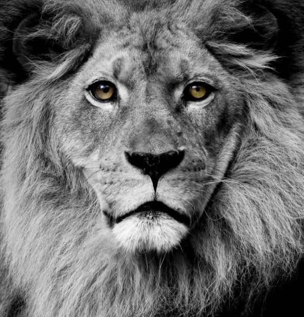 Classy Art Stunning King Wall Art-0