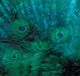 Stylecraft Peacock Galaxy III Green Wall Art-1