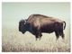 Signature Design by Ashley® Brutus Sepia Wall Art-1