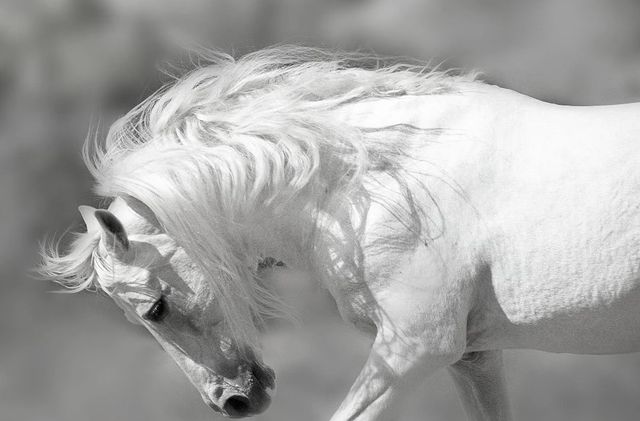 Classy Art White Stallion by Danita Delimont Wall Art-0