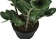 Monarch Specialties Inc. Green/Black 29" Artificial Potted Zz Tree-1