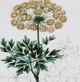 Stylecraft Antique Turpin Botanical VI Green/Gold Wall Art-1
