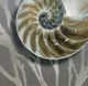 Stylecraft Shell II Black/Gray/Silver Wall Art -1