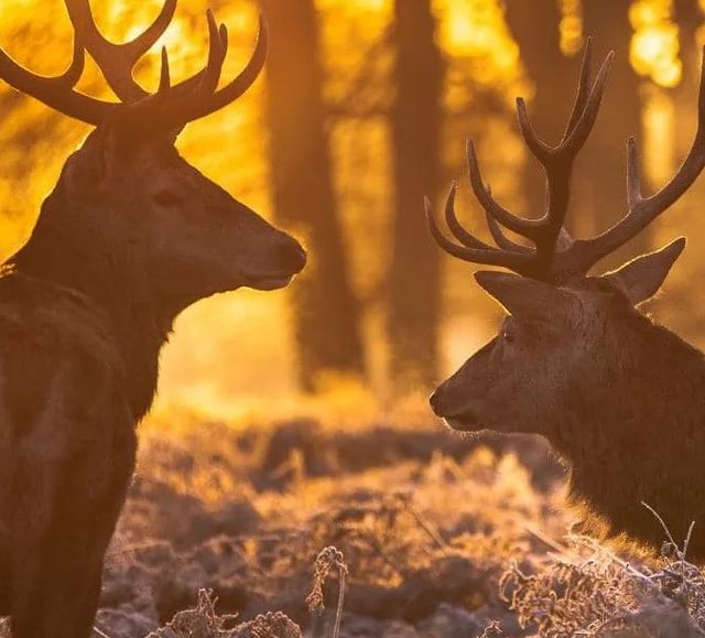 Classy Art Deer at Dusk Wall Art-1
