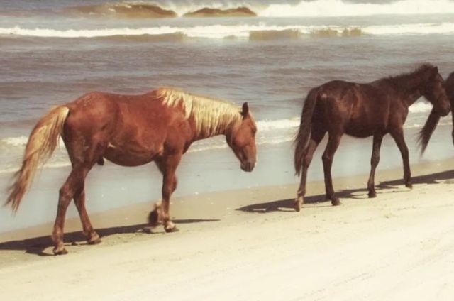 Classy Art Horses on the Beach by Kathy Mansfield Wall Art-1