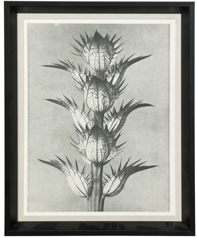 Stylecraft Plant 4 Blossfeldt Wall Art-0