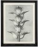 Stylecraft Plant 4 Blossfeldt Wall Art-0