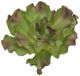 A & B Home Green/Brown Succulent Ruffle Pick-0