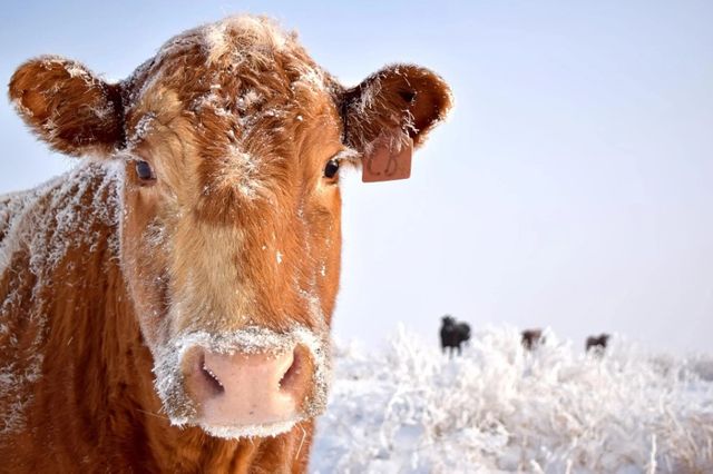 Classy Art Cold Cow Wall Art-0
