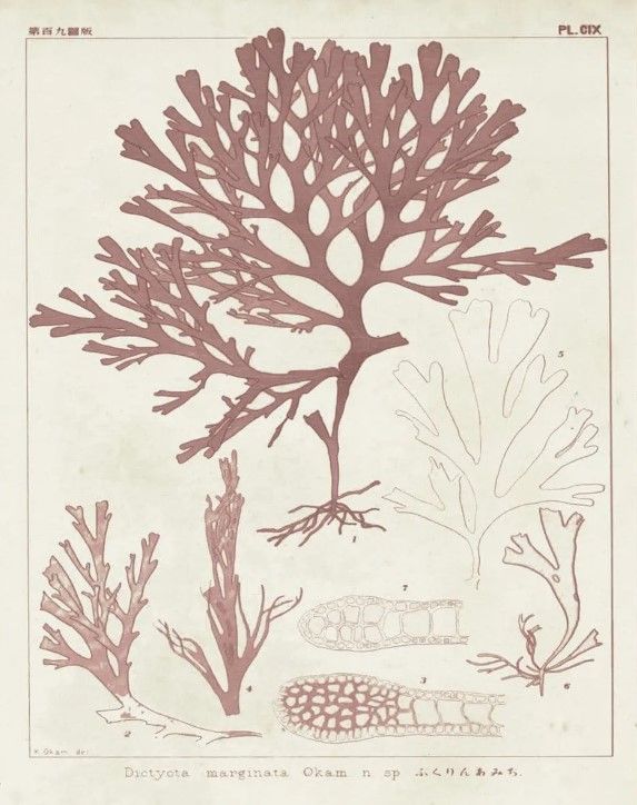 Classy Art Antique Coral Seaweed II by Vision Studio Wall Art-2