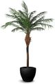 Le Present Phoenix Green 96" Faux Botanical Palm-0
