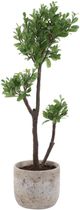 Uttermost® Arbor Aged Ivory Strawberry Tree-2