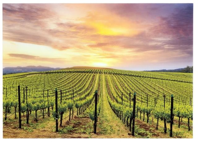 YHD Grapevines Wall Art-0