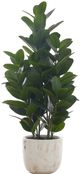 Monarch Specialties Inc. Green/White 31" Tall Artificial Potted Garcinia Tree-0