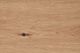 Steve Silver Co. Darcie Natural Cocktail Table with Black Base-4