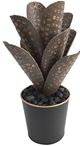 Crestview Collection Black/Green Medium Oasis Cactus Planter-0