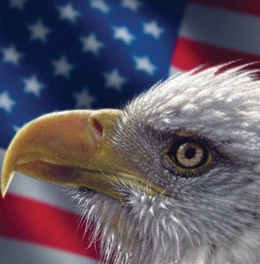 Classy Art American Bald Eagle by Collin Bogle Wall Art-1