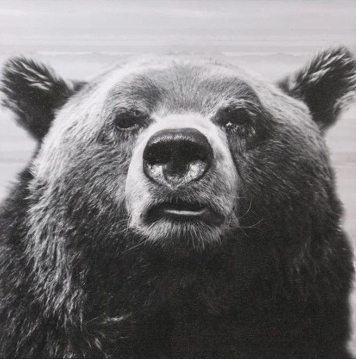 Stylecraft Bear Portrait II Wall Art-2
