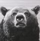 Stylecraft Bear Portrait II Wall Art-2