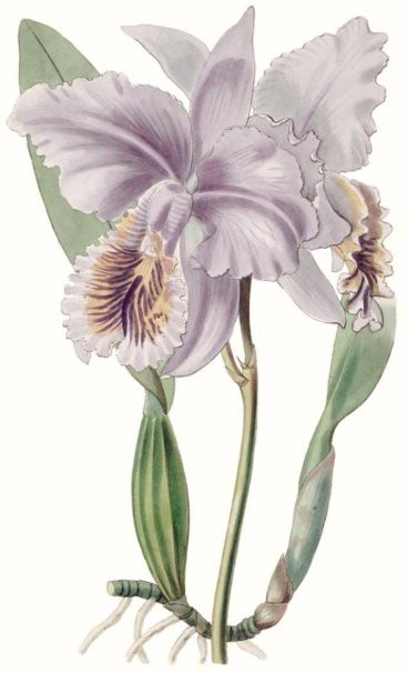 Classy Living Edwards Lavender Beauties II Wall Art-1
