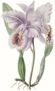 Classy Living Edwards Lavender Beauties II Wall Art-1