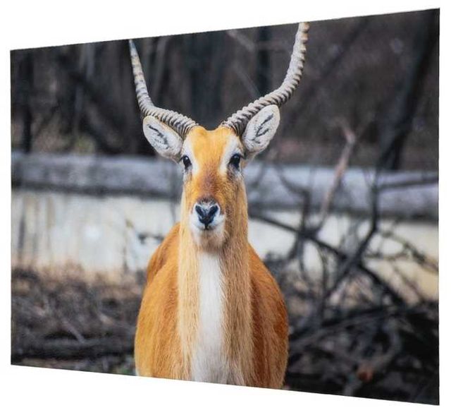 YHD Aepyceros Wall Art-1