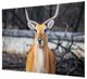YHD Aepyceros Wall Art-1