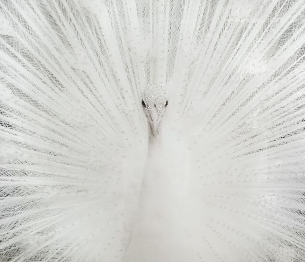 Classy Living White Peacock Rhinestones Wall Art-1