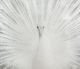 Classy Living White Peacock Rhinestones Wall Art-1