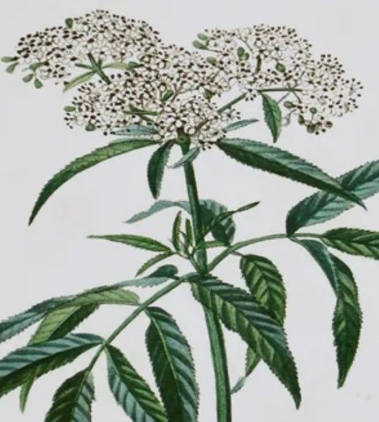 Stylecraft Antique Turpin Botanical VII Green/Gold Wall Art-1