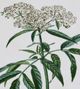 Stylecraft Antique Turpin Botanical VII Green/Gold Wall Art-1