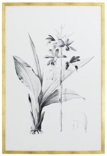 YHD Botanical Study IV Framed Print-0