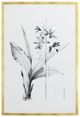 YHD Botanical Study IV Framed Print-0