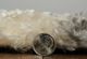 KAS Rugs Merino Ivory/Gray Silhouette 5'x8' Area Rug-3