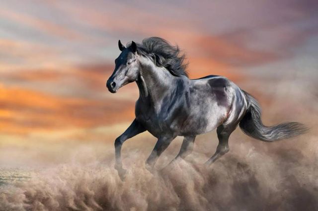 Classy Art Running Horse Wall Art-0