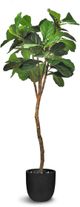 Le Present Green 72" Faux Botanical Fiddle Leaf Fig-0