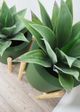 Le Present Century Khaki Green 18" Planter-4