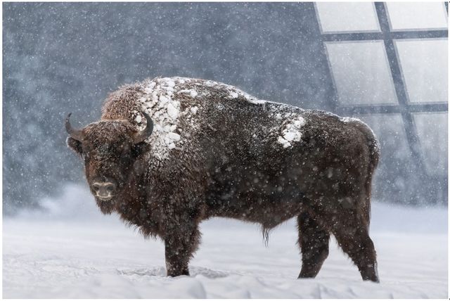 Classy Living Resiliant Winter Majesty Wall Art-0
