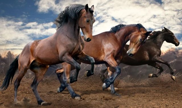 Classy Art Wild Horses by Sasha S Wall Art-1