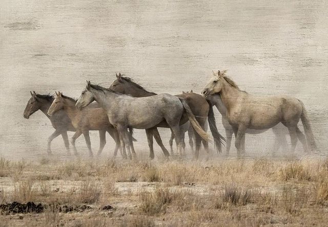 Classy Art Roaming Free by Danita Delimont Wall Art-0