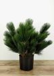 Le Present Green 22" Faux Botanical Pinus-3