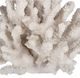 A & B Home White 5" Faux Coral Decorative Object-2