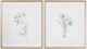 Uttermost® Botanical Sketches 2-Piece White Framed Prints-0