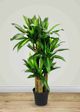 Le Present Grass Green Faux Botanical-2