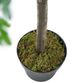 A & B Home Green 60" Polyscias Fruticosa Tree in Pot-3