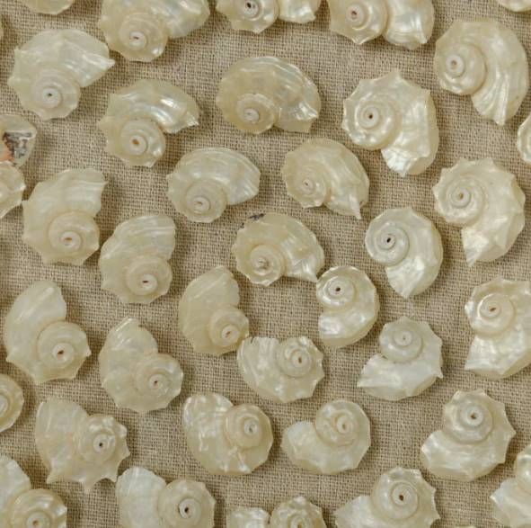 StyleCraft Natural Shell 24" Wall Art-3
