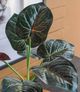 A & B Home 2-Piece Green Alocasia Plants with Plastic Pot Set-1